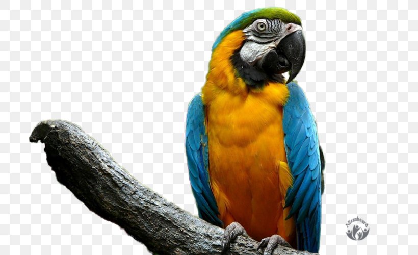 Parrot Bird Cockatiel Budgerigar Pet, PNG, 800x500px, Parrot, Animal, Beak, Bird, Birdcage Download Free
