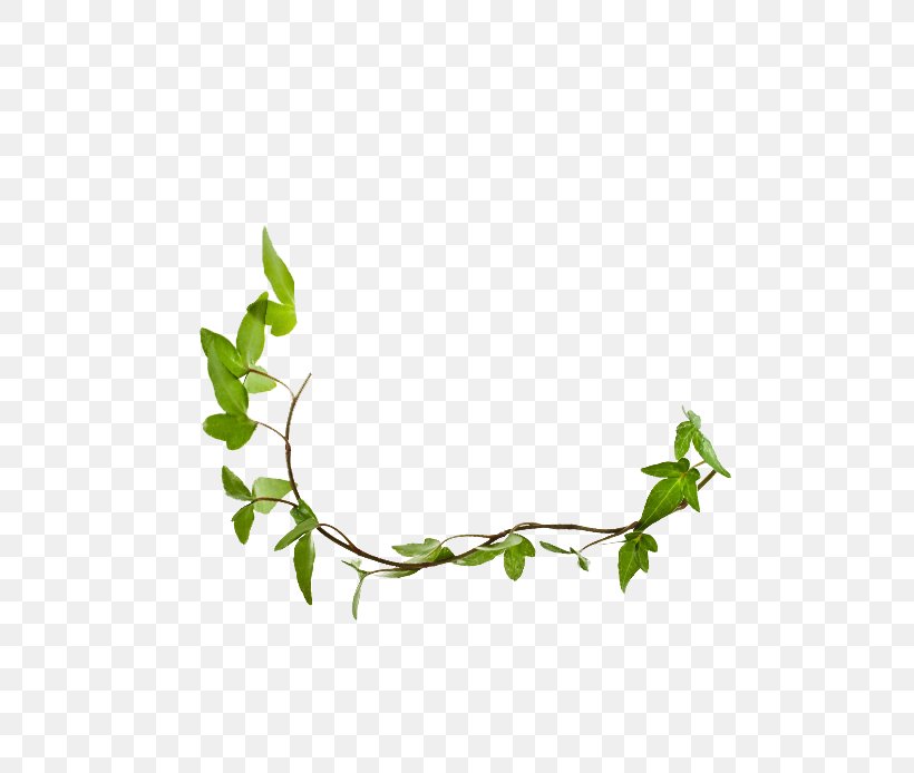 Twig Plant Stem Leaf Herb Line, PNG, 668x694px, Twig, Branch, Flora, Grass, Green Download Free