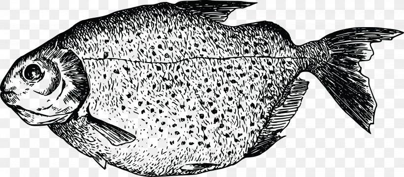 Vector Graphics Image Fish JPEG, PNG, 4000x1756px, Fish, Animal, Black And White, Drawing, Fauna Download Free