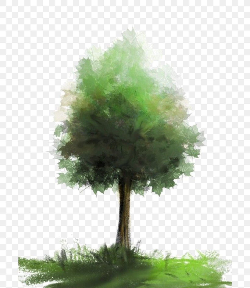 Watercolor Painting Tree Image, PNG, 700x944px, Watercolor Painting, Color, Conifer, Drawing, Evergreen Download Free