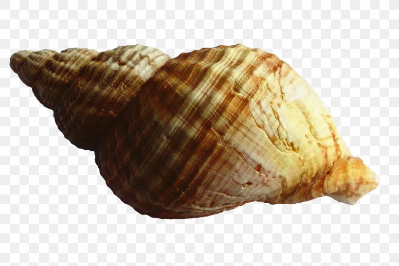 Beach Background, PNG, 958x640px, Seashell, Beach, Bivalve, Clam, Cockle Download Free