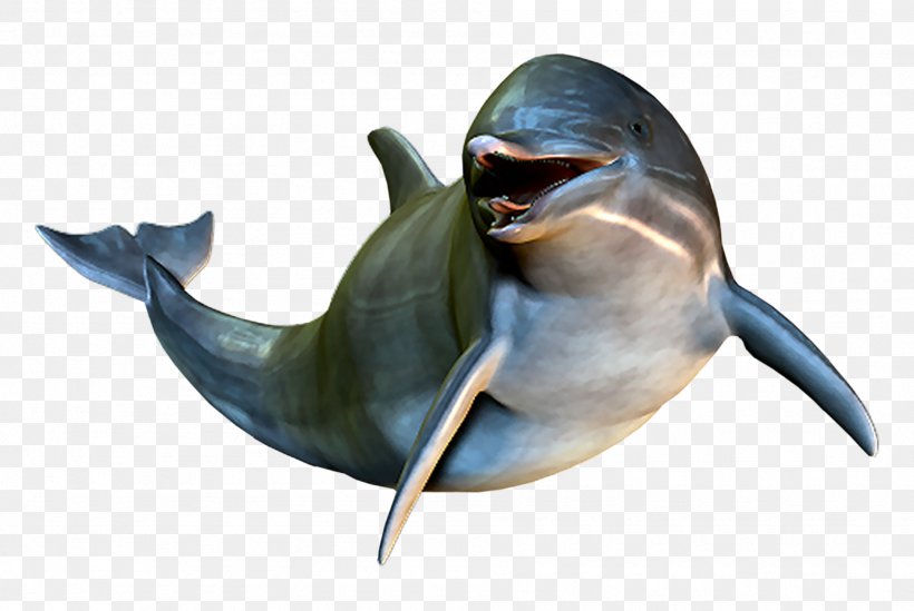 Dolphin Cetacea Clip Art, PNG, 1895x1270px, Dolphin, Adobe Flash, Beak, Cetacea, Fauna Download Free