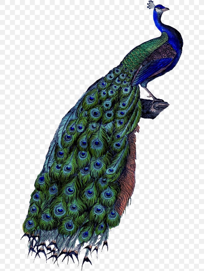 Peafowl Clip Art, PNG, 656x1089px, Asiatic Peafowl, Animal, Beak, Bird, Feather Download Free