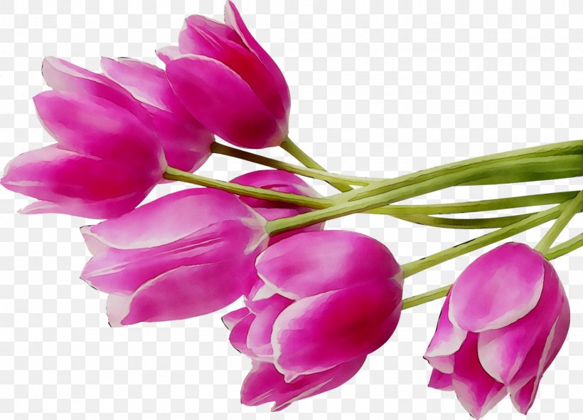 Tulip Cut Flowers Paper Bud, PNG, 1548x1115px, Tulip, Bud, Calendar, Cell, Cut Flowers Download Free