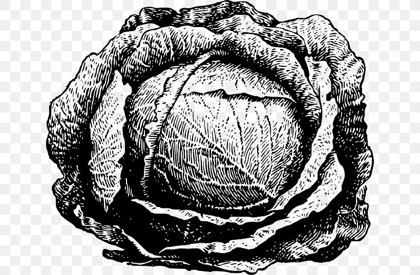 Cabbage Drawing Vegetable Clip Art, PNG, 640x538px, Watercolor, Cartoon, Flower, Frame, Heart Download Free