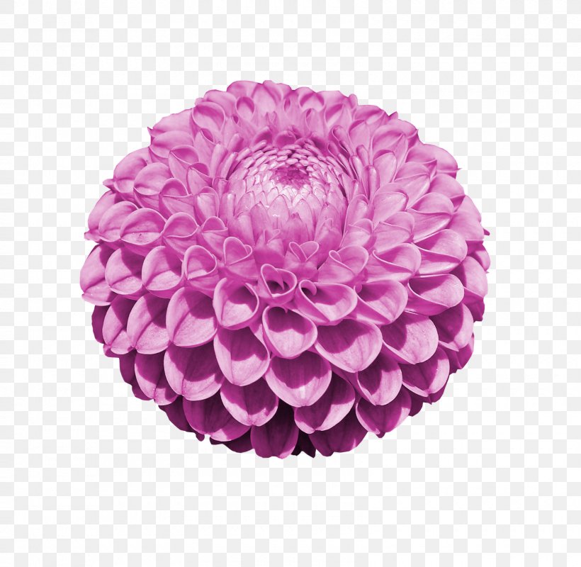 Dahlia Cut Flowers Reprodukce Stock Photography, PNG, 1600x1562px, Dahlia, Chrysanths, Cut Flowers, Daisy Family, Deviantart Download Free