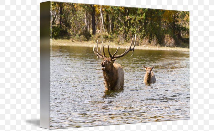 Elk National Park Cattle Antler Fauna, PNG, 650x504px, Elk, Antler, Cattle, Cattle Like Mammal, Deer Download Free