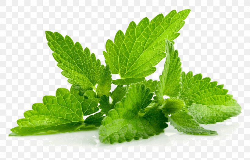 Peppermint Mentha Spicata Herb Mint Leaf Mints, PNG, 1600x1027px, Peppermint, Facial, Flavor, Food, Herb Download Free