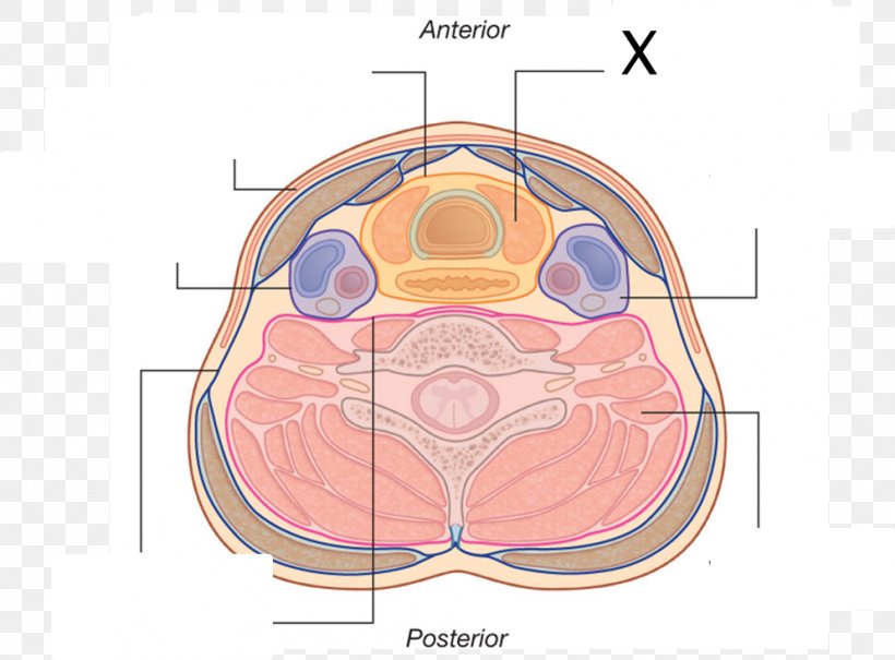 Pretracheal Fascia Deep Cervical Fascia Compartment, PNG, 994x734px, Watercolor, Cartoon, Flower, Frame, Heart Download Free