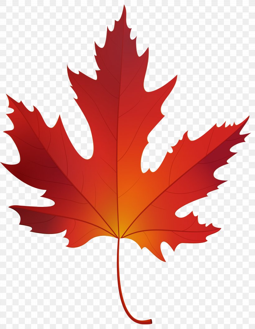 Red Maple Sugar Maple Maple Leaf Clip Art, PNG, 6208x8000px, Red Maple, Autumn, Autumn Leaf Color, Color, Flowering Plant Download Free