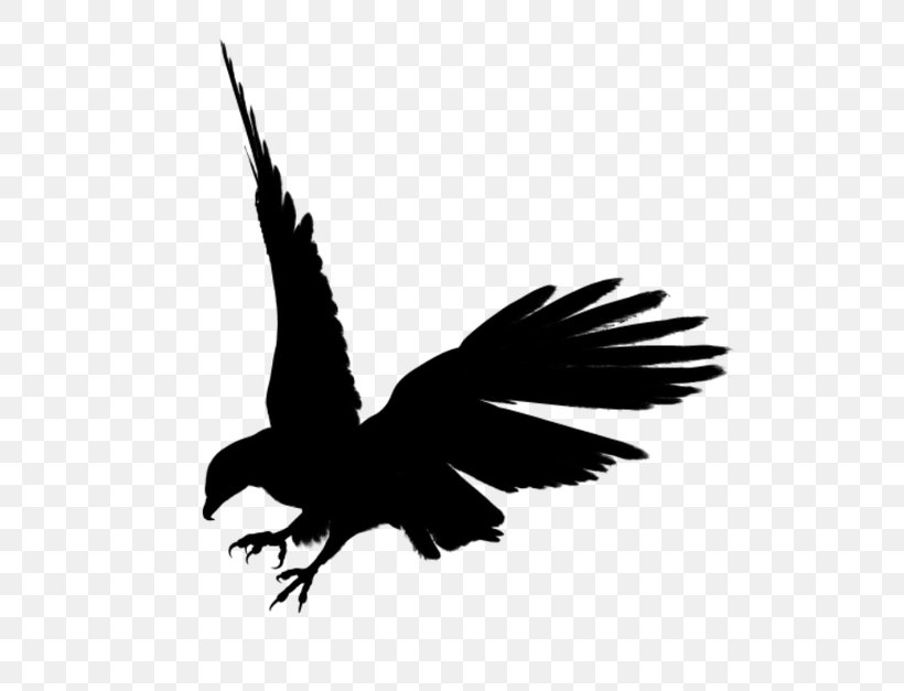 Bald Eagle Bird Clip Art, PNG, 705x627px, Bald Eagle, Art, Beak, Bird, Bird Of Prey Download Free