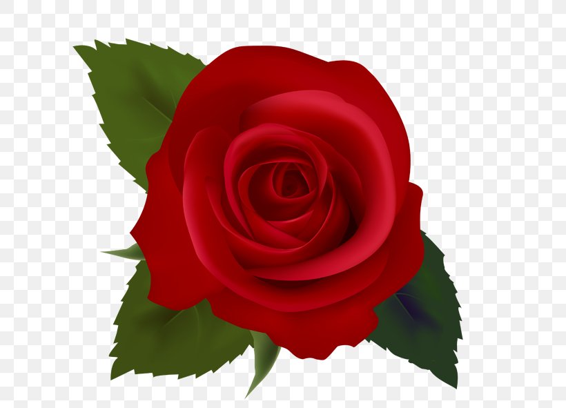 Black Rose Free Content Clip Art, PNG, 615x591px, Rose, Black Rose, Blog, Blue Rose, China Rose Download Free