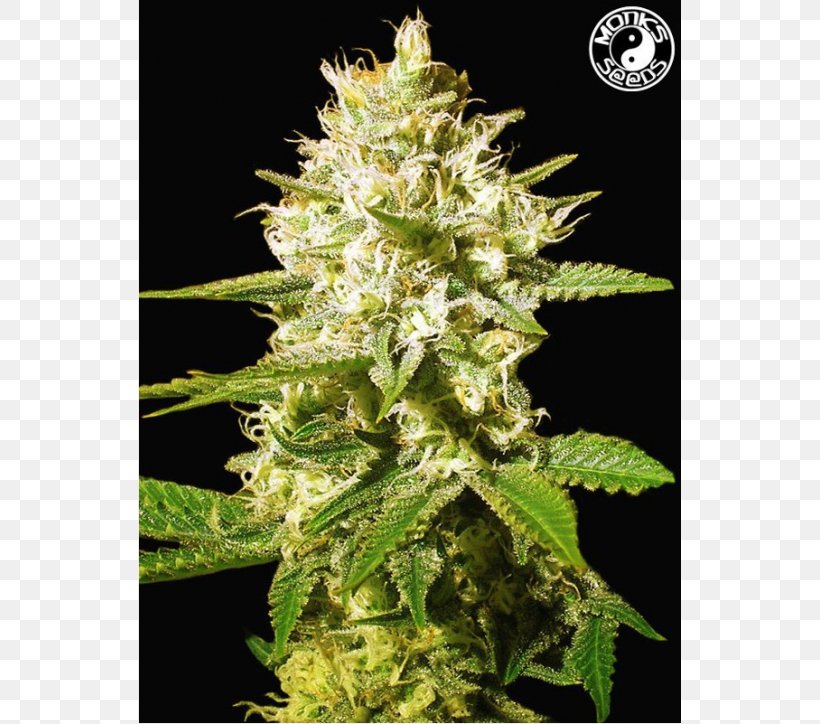Cannabis Cup White Widow Haze Autoflowering Cannabis, PNG, 610x724px, Cannabis, Amsterdam Seed Center, Autoflowering Cannabis, Cannabidiol, Cannabis Cup Download Free