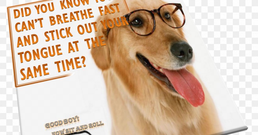 Dog Breed Puppy Golden Retriever Companion Dog Glasses, PNG, 1200x630px, Dog Breed, Birthday, Breed, Carnivoran, Companion Dog Download Free