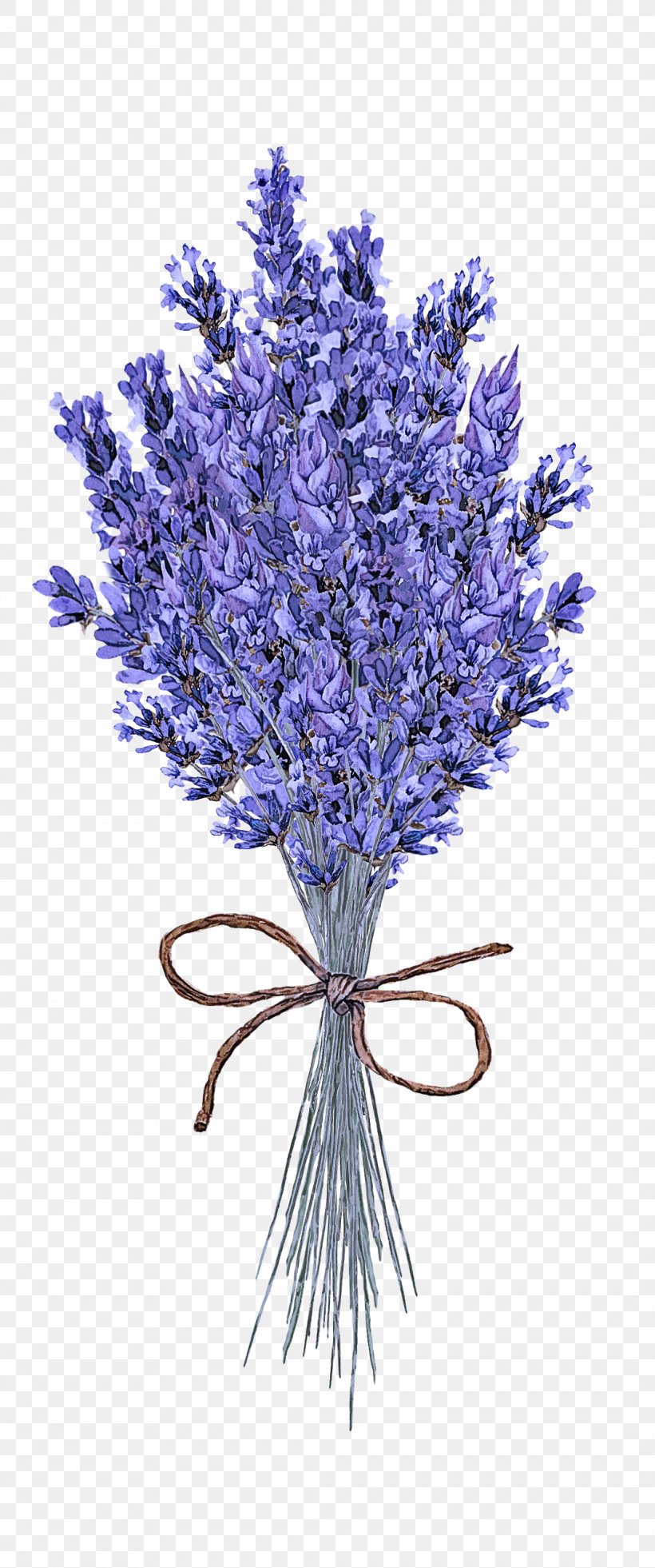 Lavender, PNG, 1066x2550px, Flower, Cut Flowers, English Lavender, Flowering Plant, Lavender Download Free