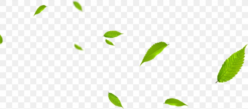 Leaf Green Euclidean Vector Gratis, PNG, 1023x452px, Leaf, Brand, Data Compression, Designer, Grass Download Free