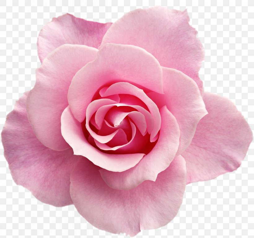 Rose Pink Flowers Pink Flowers Clip Art, PNG, 1200x1125px, Rose, Artist, Blue, Blue Rose, Camellia Download Free