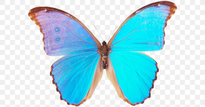 Butterfly Menelaus Blue Morpho Godart's Morpho Clip Art, PNG, 600x429px, Butterfly, Arthropod, Blue Butterfly, Blue Morpho, Brush Footed Butterfly Download Free