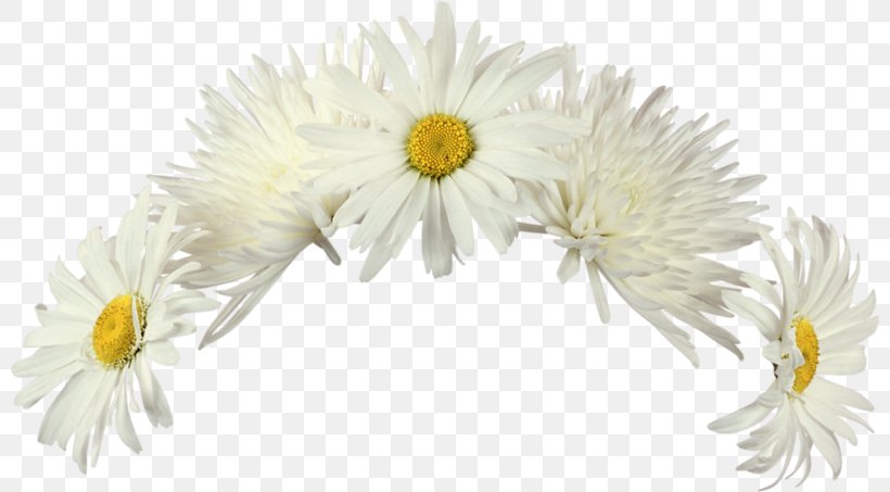 Cut Flowers Rose, PNG, 800x453px, Cut Flowers, Aster, Chamomile, Chrysanths, Conch Download Free
