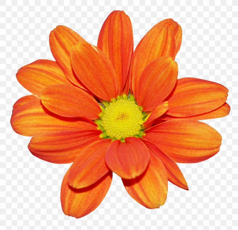 Flower Clip Art Image Petal, PNG, 1600x1551px, Flower, Annual Plant, Blue, Chrysanths, Color Download Free