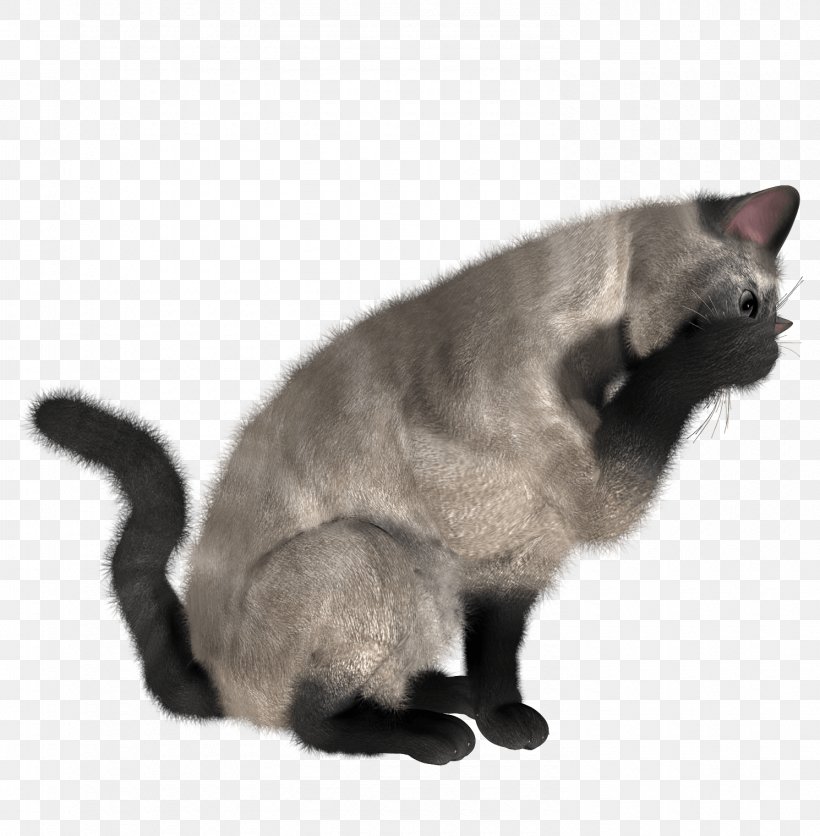Cat Kitten, PNG, 1490x1520px, Siamese Cat, Black Cat, British Shorthair, Burmese, Carnivoran Download Free