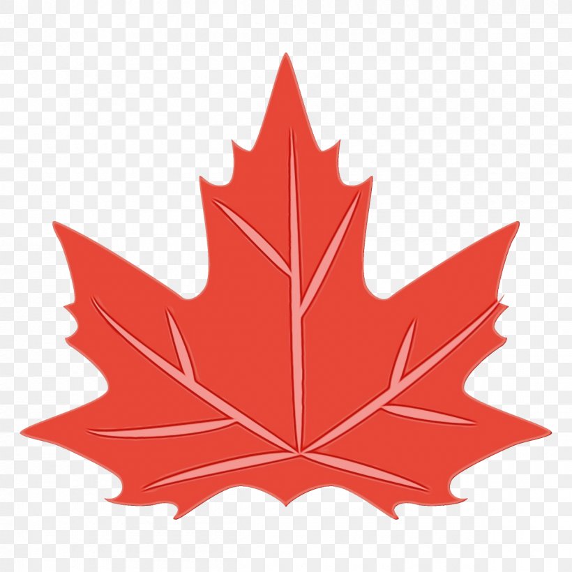 Maple Leaf, PNG, 1200x1200px, Watercolor, Black Maple, Leaf, Maple ...