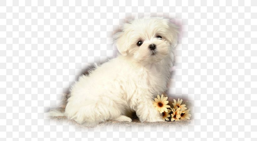 Puppy Maltese Dog Yorkshire Terrier Pug Labrador Retriever, PNG, 600x450px, Puppy, Animal, Bichon, Bolognese, Bolonka Download Free