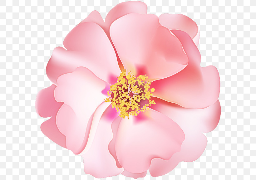 Rose, PNG, 600x577px, Rose, Flower, Petal, Rose Family Download Free