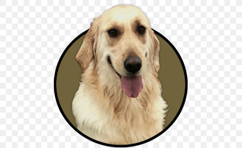 Golden Retriever PAX YouTuber Drawing, PNG, 500x500px, Golden Retriever, Carnivoran, Companion Dog, Dog, Dog Breed Download Free