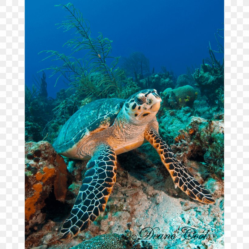 Loggerhead Sea Turtle Coral Reef Hawksbill Sea Turtle Tortoise, PNG, 1700x1700px, Loggerhead Sea Turtle, Canvas, Canvas Print, Coloring Book, Coral Download Free