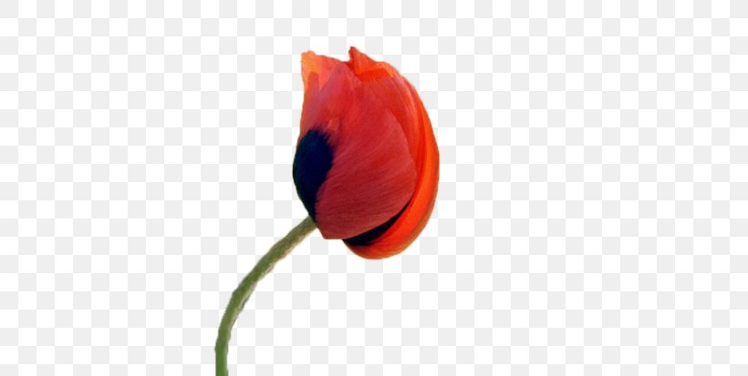 Plant Stem Tulip Bud Poppy RED.M, PNG, 620x413px, Plant Stem, Bud, Coquelicot, Flower, Flowering Plant Download Free