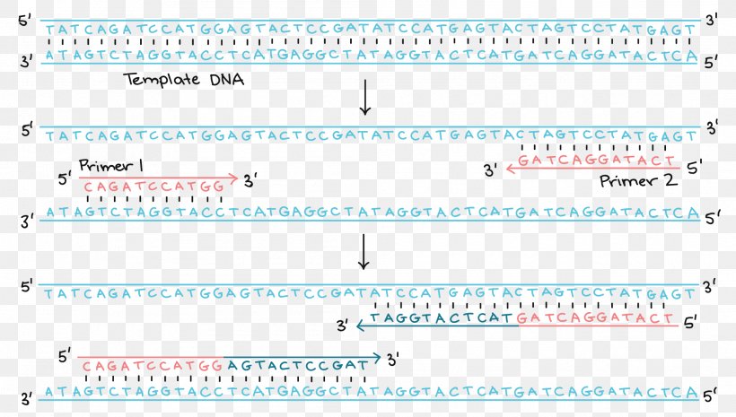 Polymerase Chain Reaction DNA Replication Transcription, PNG, 2113x1200px, Polymerase Chain Reaction, Area, Blue, Chain Reaction, Chromosome Download Free