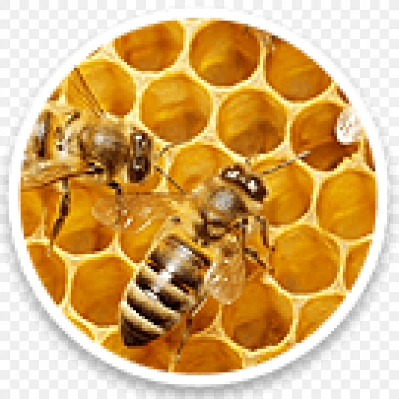 Beeswax Western Honey Bee Honeycomb, PNG, 1024x1024px, Bee, Apiary, Apitoxin, Arthropod, Beeswax Download Free