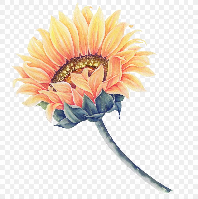 Common Sunflower Watercolor Painting, PNG, 2330x2335px, Common Sunflower, Artificial Flower, Cartoon, Color, Cut Flowers Download Free