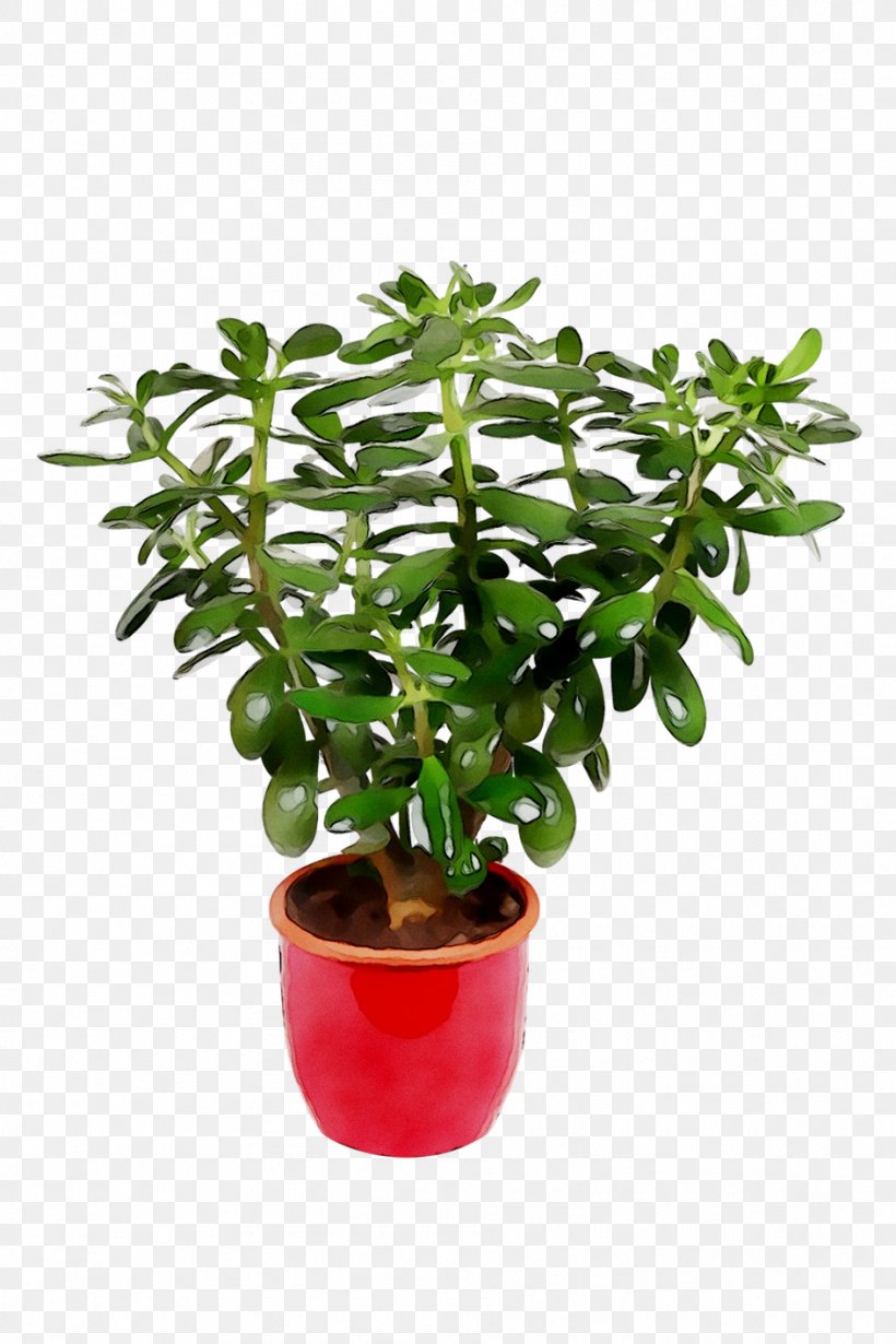 Flowerpot Tree Houseplant Herb, PNG, 944x1416px, Flowerpot, Flower, Flowering Plant, Herb, Houseplant Download Free