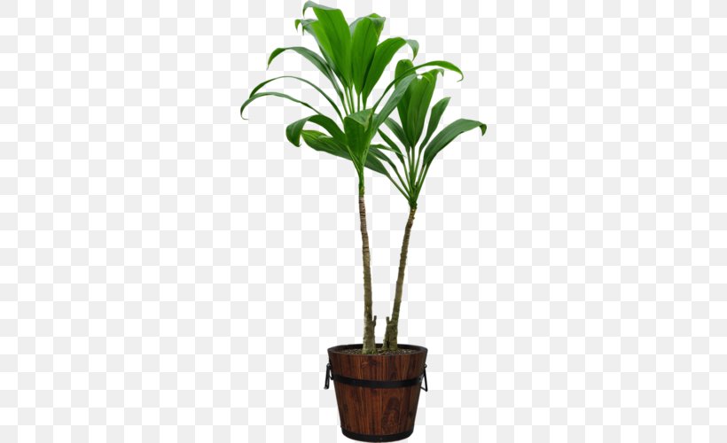 Houseplant Flowerpot Clip Art, PNG, 278x500px, Houseplant, Arecaceae, Arecales, Bonsai, Flower Download Free