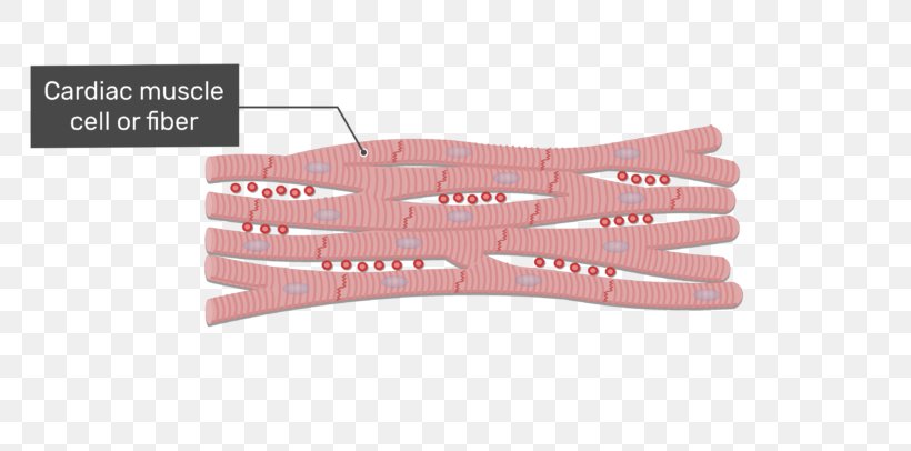 Intercalated Disc Cardiac Muscle Gap Junction Muscle Tissue Skeletal Muscle, PNG, 770x406px, Intercalated Disc, Anatomy, Cardiac Muscle, Cardiac Muscle Cell, Cell Junction Download Free