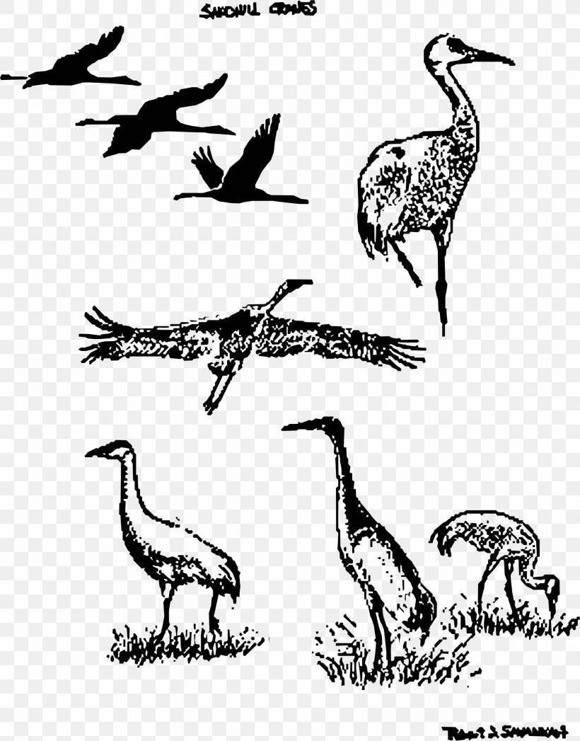 Sandhill Crane Bird Drawing, PNG, 1742x2225px, Crane, Animal, Animal Migration, Beak, Bird Download Free
