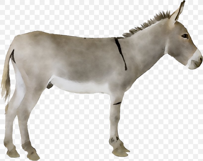 Donkey Mule Stock Photography Stock.xchng Royalty-free, PNG, 1398x1106px, Donkey, Animal Figure, Burro, Dairy Farming, Drawing Download Free