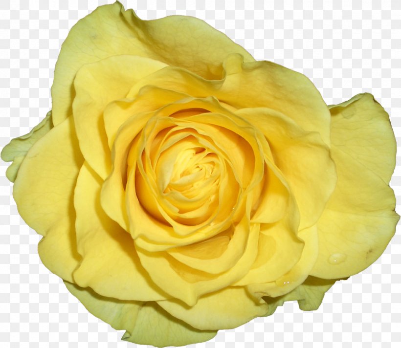 Garden Roses Yellow Cabbage Rose Petal, PNG, 971x844px, Garden Roses, Beach Rose, Cabbage Rose, Color, Cut Flowers Download Free