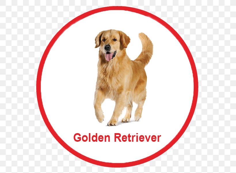 Golden Retriever Nova Scotia Duck Tolling Retriever Puppy Dog Breed Poodle, PNG, 603x603px, Golden Retriever, Breed, Canidae, Carnivoran, Companion Dog Download Free