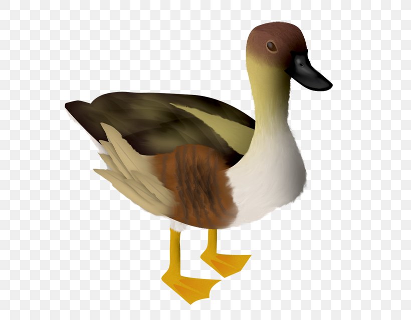 Goose, PNG, 640x640px, Goose, Animal, Beak, Bird, Data Download Free