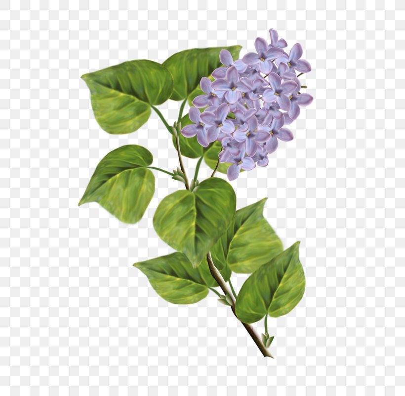 Lilac Clip Art, PNG, 589x800px, Lilac, Branch, Computer Software, Cornales, Drawing Download Free