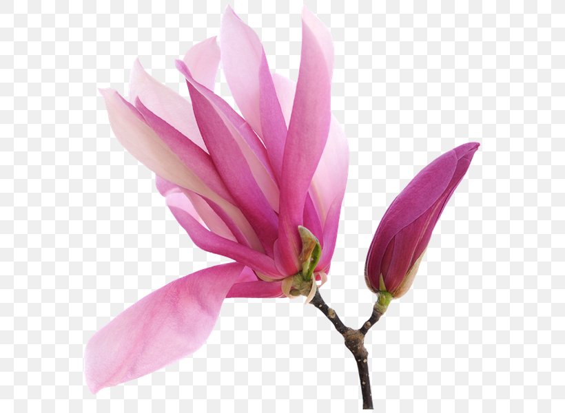 Magnolia Art Royalty-free Clip Art, PNG, 600x600px, Magnolia, Art, Blossom, Branch, Bud Download Free