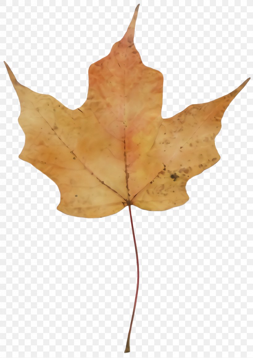 Maple Leaf, PNG, 1680x2380px, Watercolor, Black Maple, Deciduous, Leaf, Maple Download Free