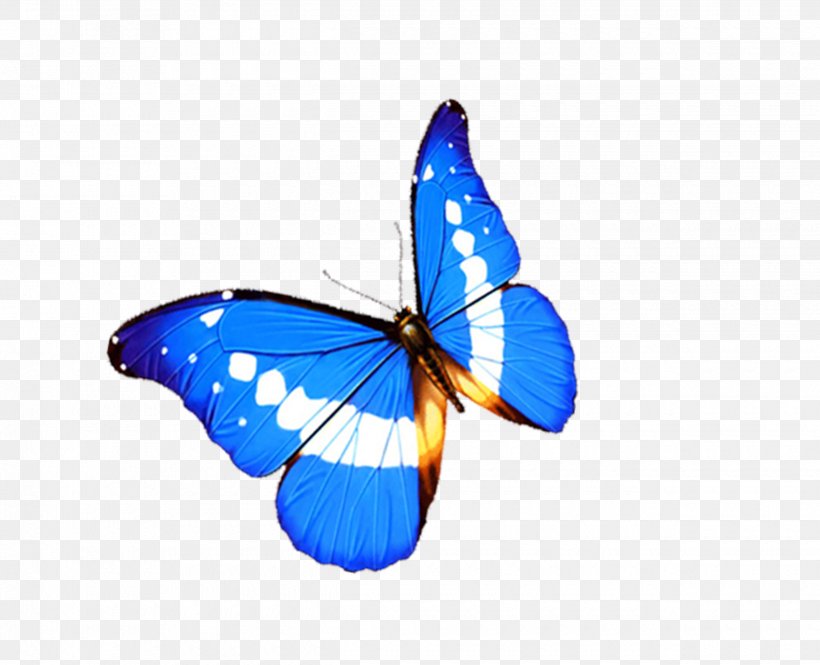 Monarch Butterfly 3D Computer Graphics, PNG, 2480x2012px, 3d Computer Graphics, Butterfly, Acne, Blue, Brush Footed Butterfly Download Free