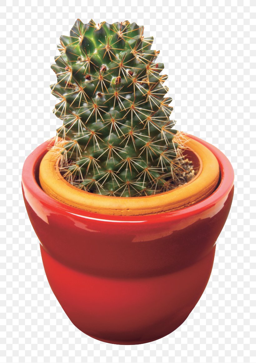 Cactaceae Succulent Plant Thorns, Spines, And Prickles Flowerpot, PNG, 760x1161px, Cactaceae, Cactus, Cactus Garden, Caryophyllales, Echinopsis Download Free