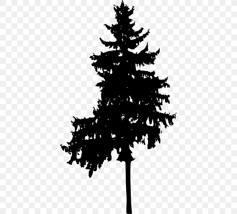 Spruce Pine Fir, PNG, 403x740px, Spruce, Austral Pacific Energy Png Limited, Black And White, Branch, Christmas Decoration Download Free