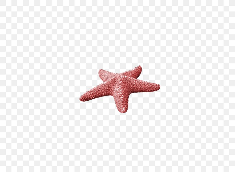 Starfish Sea, PNG, 600x600px, Starfish, Data, Data Compression, Echinaster Sepositus, Echinoderm Download Free