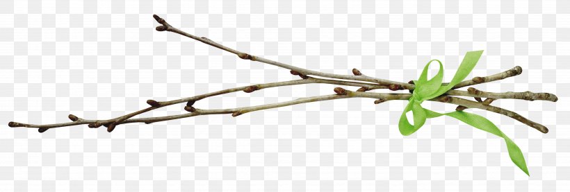 Tree Branch Leaf Willow Clip Art, PNG, 3672x1243px, Tree, Bastone, Branch, Daytime, Flora Download Free